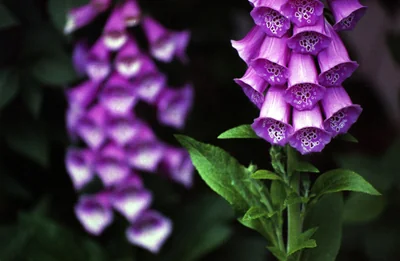digitalis purpurea